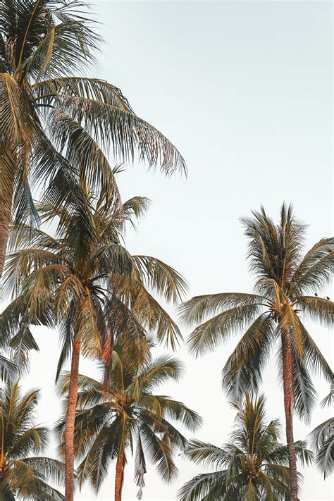 Download Free Image Of Coconut Palm Trees With Sky Background By Jira