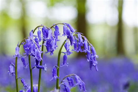 Identifying English And Spanish Bluebells Mud And Bloom