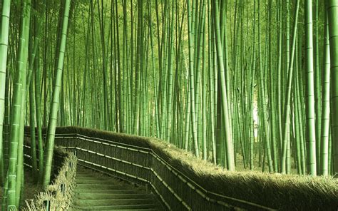 Desktop Wallpapers Hd Bamboo Tree Wallpaper Cave