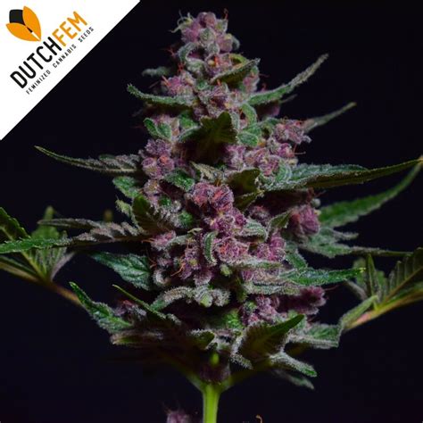 Buy Purple Og Kush Feminized Cannabis Seeds Online From Dutchfem
