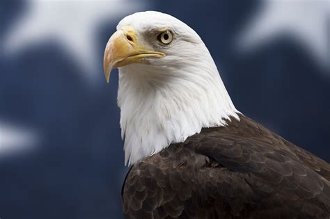 Hechos Sorprendentes Sobre El águila Calva Emblema De Ee Uu