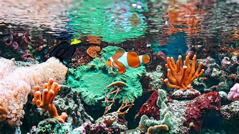 Saltwater Fish Wallpaper (58+ images)
