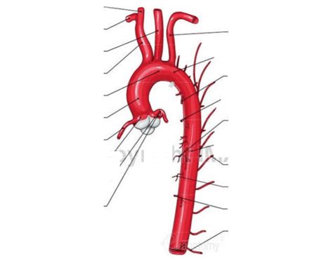 Within the organs, the arteries divide into arterioles and then into capillaries that service the systemic. Major Branches of the Aorta
