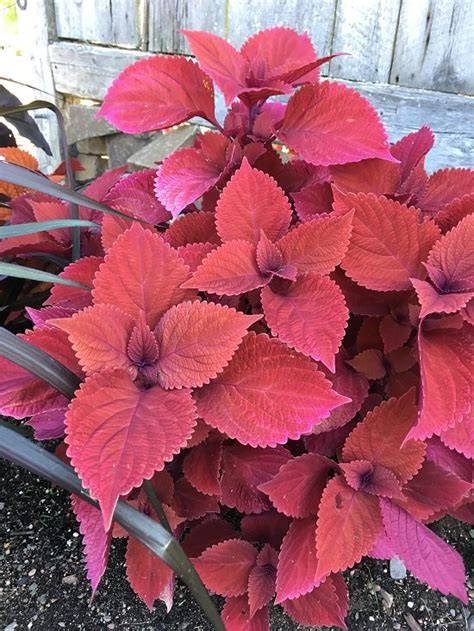 17 Best Red Plants In Florida With Pictures Balcony Garden Web