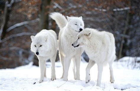 Arctic Wolf Adaptations Missiontews