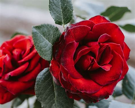 Cara Menanam Bunga Mawar Dengan Mudah Dan Cepat Three Bouquets