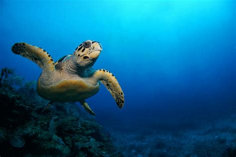 Go Diving And Swimming With Hawksbill Sea Turtles