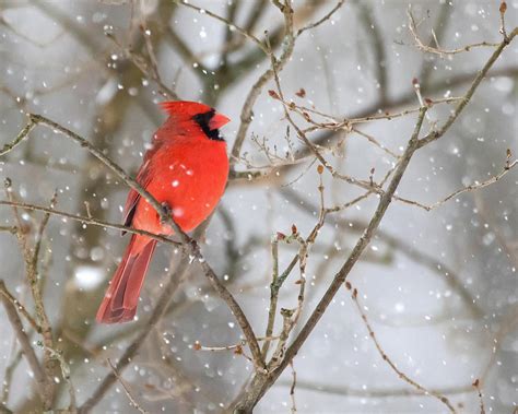 Northern Cardinal In Snow 1 Photograph By Mindy Musick King Fine Art