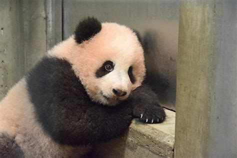 Giant Panda Cub At Ueno Zoo Becoming More Active Curious The Mainichi