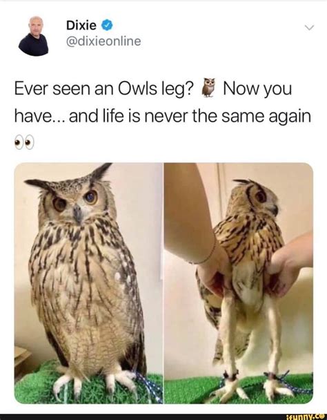 Ever Seen An Owls Leg Now You Have And Life Is Never The Same Again Owl Legs Funny