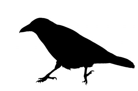 Download High Quality Crow Clipart Silhouette Transparent Png Images