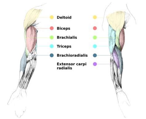 The biceps brachii muscle of the arm has two origins that are fixed to the scapula bone and one insertion that is attached to and moves the. Artistic Anatomy | Anatomie, Armmuskeln