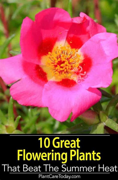 10 Great Plants That Beat The Summer Heat Plants Planting Flowers