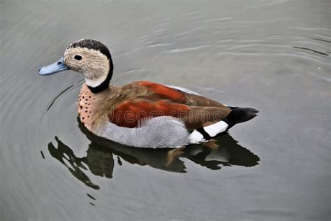 A View Of A Ringed Teal Duck Stock Photo Image Of Reserve Nature