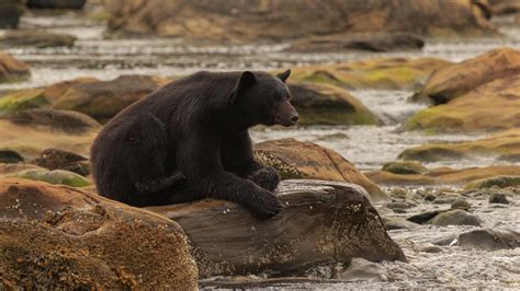 Black Bear Is Sitting On Rock Stone Near Water Hd Animals