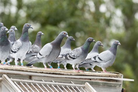 鳩の繁殖から考える害鳥対策｜交尾・産卵時期など詳しく解説 トラブルブック