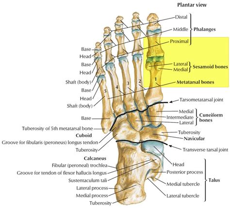 Parts Of Foot Anatomy