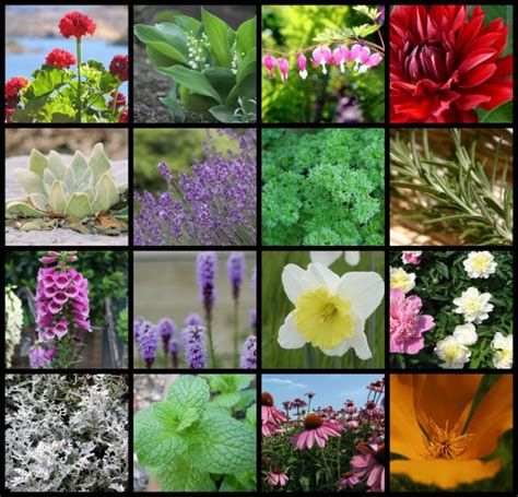 50 Deer Resistant Flowers Plants And Herbs A Magical Life