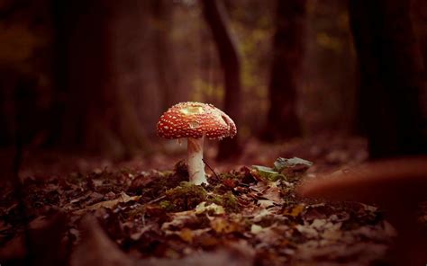 Autumn Mushroom Wallpapers Wallpaper Cave