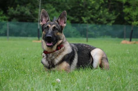 Stop German Shepherd Barking Problems Once And For All