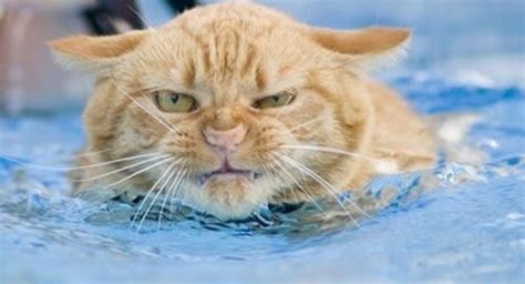 Ten Pictures Of Cats Swimming Because Some Cats Love To Swim