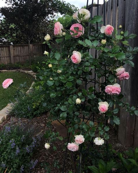 My Eden Climbing Rose Is 1 Year Old The First One I