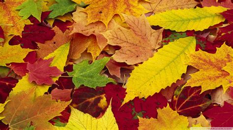 Download Autumn Leaves Changing Color Wallpaper 1920x1080 Wallpoper