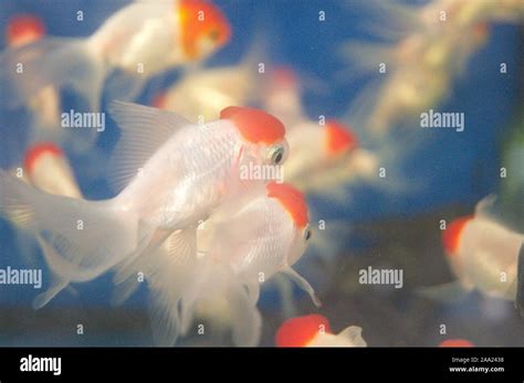 Aquarium Fish Very Cute Fish Stock Photo Alamy