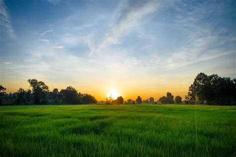 Hd Wallpaper Green Grass Field During Sunrise Morning Cornfield