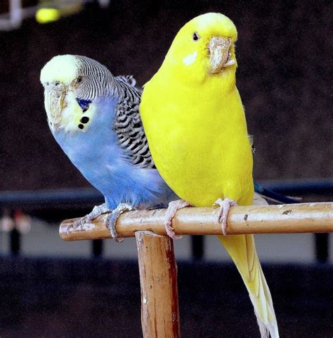Birdsbudgiespretty Blue And Yellow Budgies Yellow Budgie