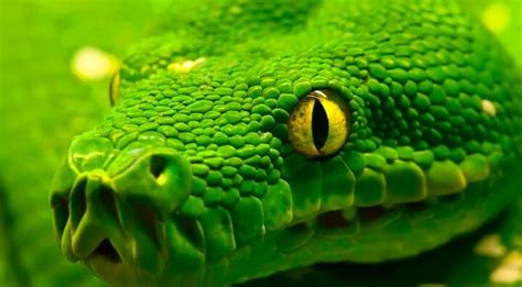 Dónde Vive La Serpiente Qué Come Y Cómo Nace Animales Wiki