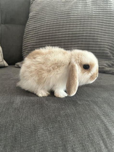 4 Beautiful Mini Lop Bunnies For Sale For Sale In Ramsgate Kent Preloved