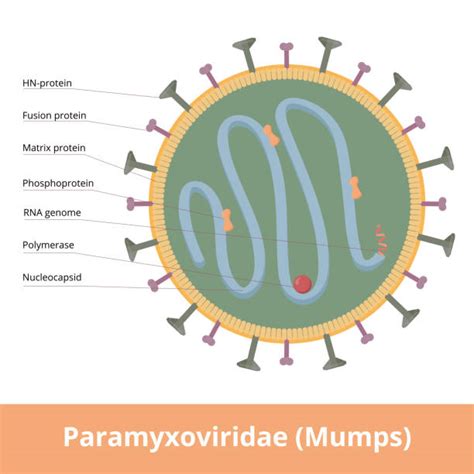 820 Mumps Stock Illustrations Royalty Free Vector Graphics And Clip Art