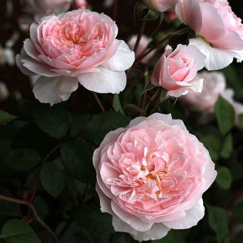 Notable stars in the movie included jayne mansfield phyllis diller. Wisley 2008 English Rose - David Austin (With images ...