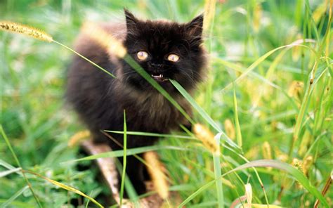Черный пушистый котенок в траве обои для рабочего стола картинки фото