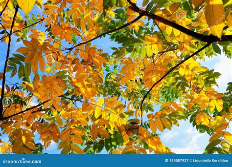 Trees With Yellowing Leaves Stock Image 101447029