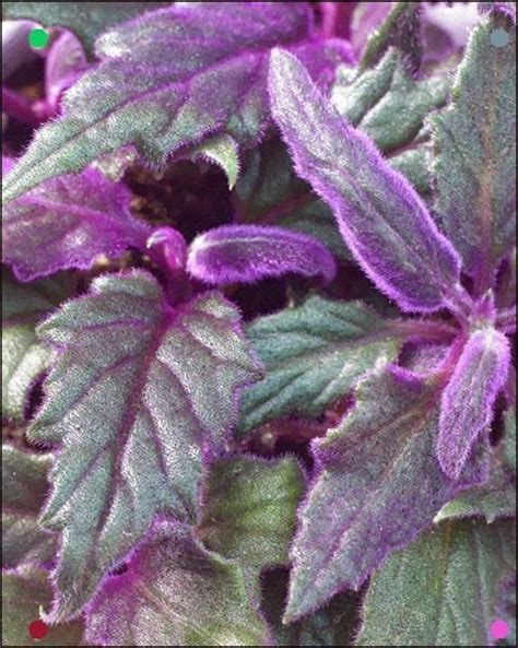 Want to send flowers to your loved one? Buy Flowers Online Same Day Delivery Purple Passion ...
