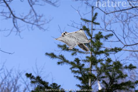 Stock Photo Of Siberian Flying Squirrel Pteromys Volans Orii Gliding