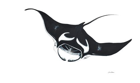 Oceanic Grace Giant Manta Ray Art Lovers Australia