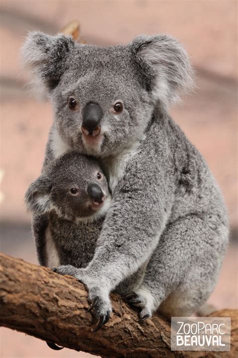 Zooparc De Beauval Le Koala Photos Bébé Animaux Animaux Australie