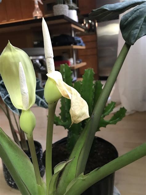 My cactus has started to shrivel up and turn brown at its base for some time now. Ask a Question forum: Why are my Alocasia regal blooms ...