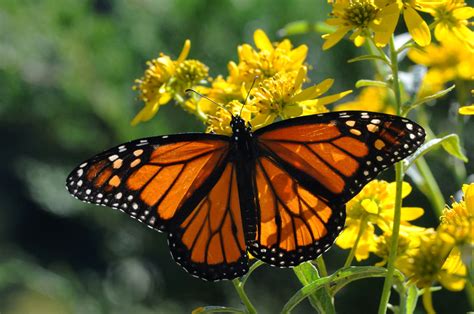 Monarch Butterfly Guadalupe Blanco River Authority
