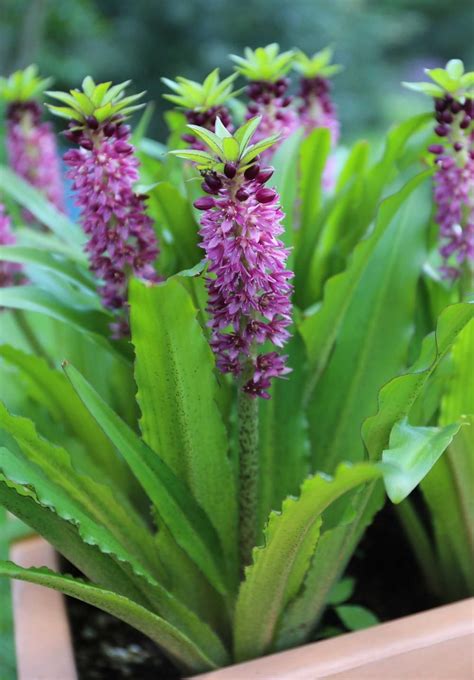 Corms can be planted in garden containers outdoors after danger of. Best Summer Bulbs for Containers: Eucomis is an ...