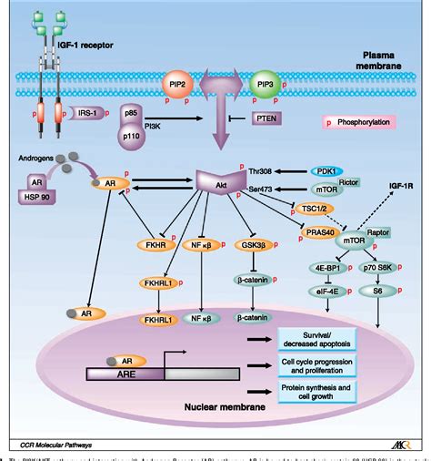 Figure From Targeting The Pi K Akt Pathway For The Treatment Of