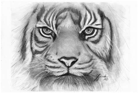 Pencil Drawing Print Tiger Eyes Etsy