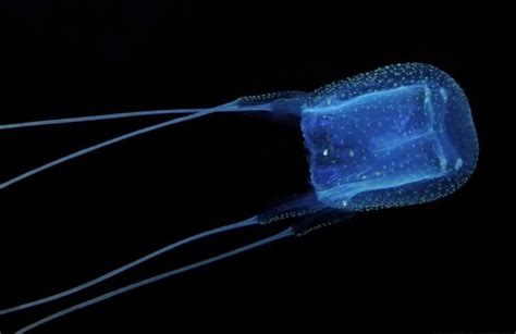 Самые опасные медузы в мире их яд лишает жизни за 5 минут Hi