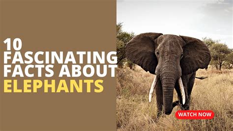 10 Fascinating Facts About Elephants You Need To Know Youtube