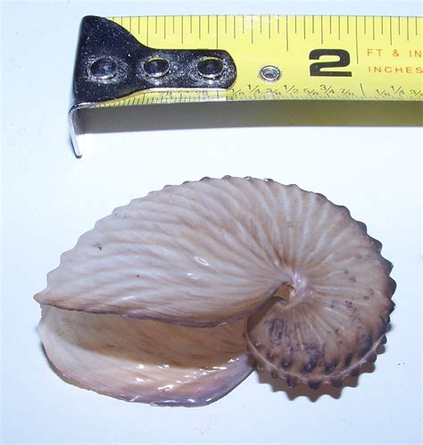 Paper Brown Nautilus Seashell North Florida Shells