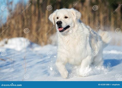 Happy Golden Retriever Dog Running In Winter Stock Photo Image Of
