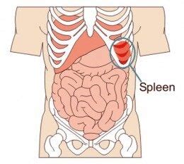 Your kidneys are two organs inside your ribcage that filter waste from your blood as well as water several organs are located between the ribcage and the back. what is the location of spleen in our body - Biology ...